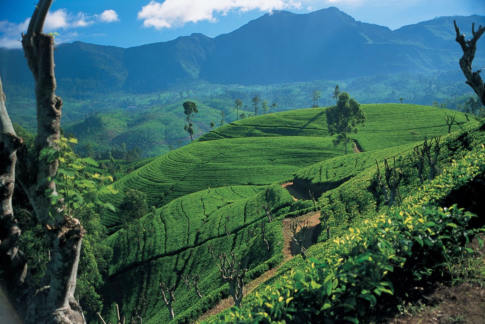 Sri Lanka 7 Days Tour Package | Sri Lank...